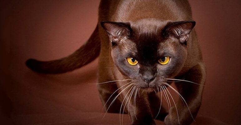 Бурманская кошка: интересные факты об одной из самых красивых пород -  Рамблер/новости