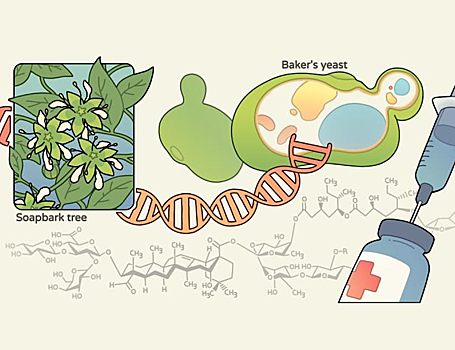 Ученые удешевили эффективный усилитель для вакцин
