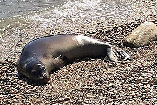 В Каспийском природоохранном центре сообщили об увеличении числа погибших тюленей до 1,7 тысячи
