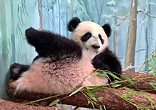 Опубликовано видео, как панда Катюша отдыхает после «шестидневки»