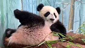 Опубликовано видео, как панда Катюша отдыхает после «шестидневки»