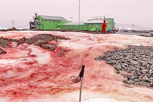 Украинцев в Антарктиде окружил кровавый снег