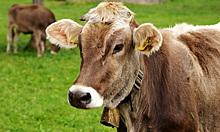 Робот кормит коров: животноводы Красноармейского района ведут хозяйство по-современному