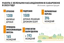 В Хабаровске в 2023 году взамен срубленных 1300 деревьев высадили 1500 новых