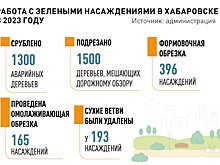 В Хабаровске в 2023 году взамен срубленных 1300 деревьев высадили 1500 новых