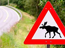 Подмосковных водителей предупредили о начале гона у лосей в конце августа