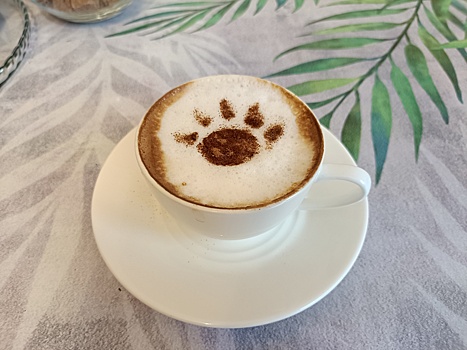 Можно мыть под краном: Обзор смартфона OPPO Reno11 F 5G