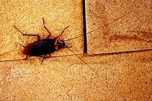 Зачем в Китае выращивают 6 миллиардов тараканов в год