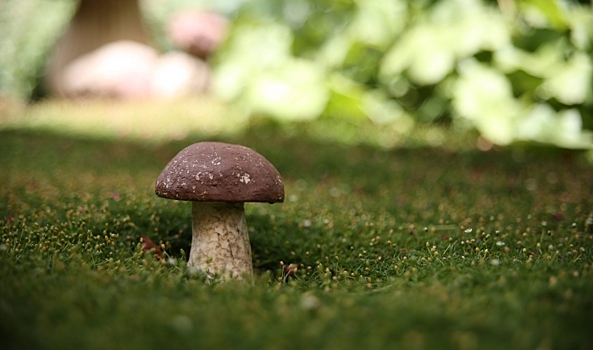 Медики перечислили полезные свойства грибов