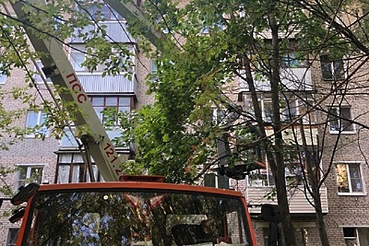 Жителям Подмосковья рассказали, как правильно содержать деревья и кустарники во дворах