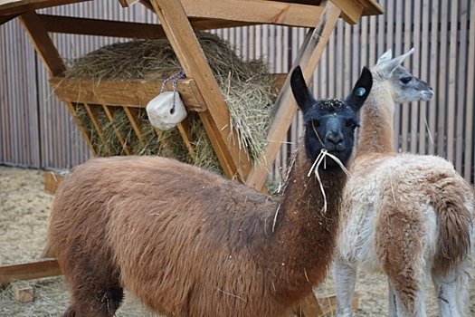 Деревня с альпаками и козочками открылась в ЦПКиО Волгограда
