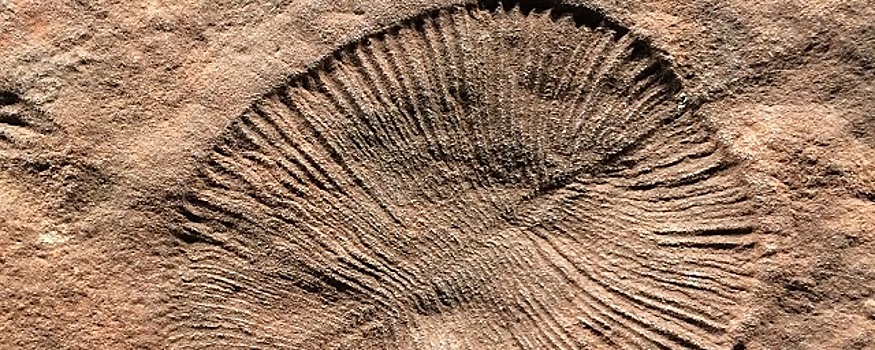 В Якутии найдены ископаемые организмы, обитавшие на Земле более 500 млн лет назад