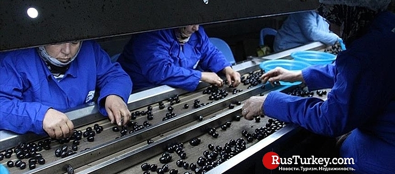 За последний сезон Турция экспортировала 110 тыс. тонн столовых оливок