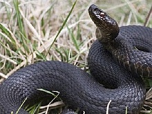 Учёный объяснил, откуда в екатеринбургском лесопарке появились змеи