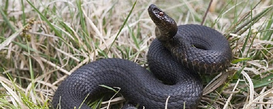Учёный объяснил, откуда в екатеринбургском лесопарке появились змеи