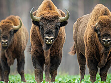 Угощение для зубров: жители подмосковного села сдают излишки урожая в заповедник