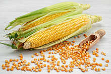 Испытания российских органических семян кукурузы начались в Воронежской области