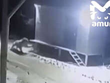 Mash: тигр разорвал собаку возле магазина в селе Приморья