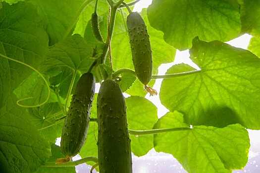 Лучшие сроки посева огуречной рассады назвал агроном Мармулев