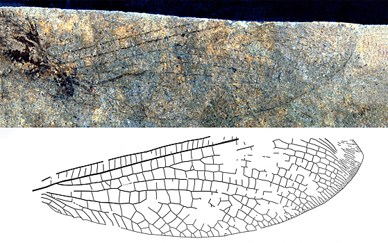 В Канаде обнаружили предка австралийского насекомого