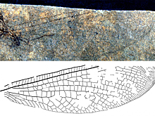 В Канаде обнаружили предка австралийского насекомого