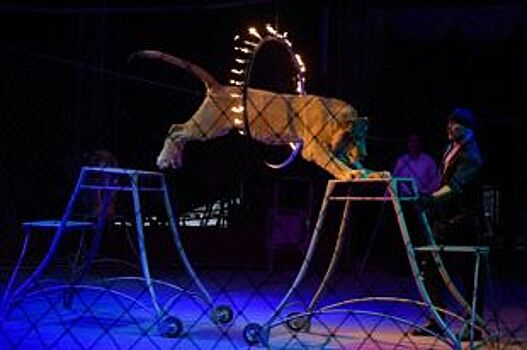 «АиФ-Черноземье» разыгрывает билеты в цирк «Арена-ягуар» в Орле
