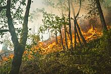 Перечислены лучшие регионы в борьбе с лесными пожарами