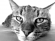 Музыка снижает стресс у кошек