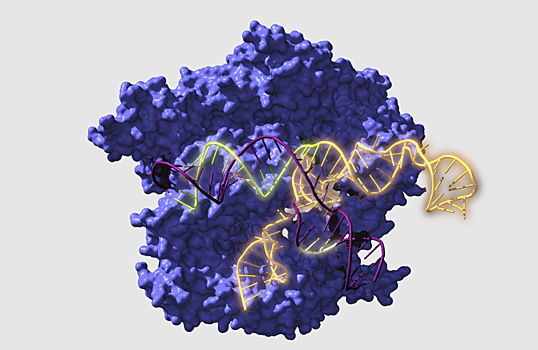 CRISPR-белки возрастом 2,6 млрд лет все еще могут редактировать ваши клетки