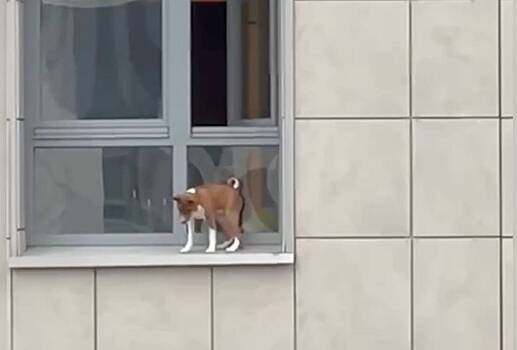 В Санкт-Петербурге женщина спасла выпавшую из окна собаку