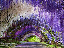 Красиво, как в сказке: завораживающие туннели из глицинии в Японии