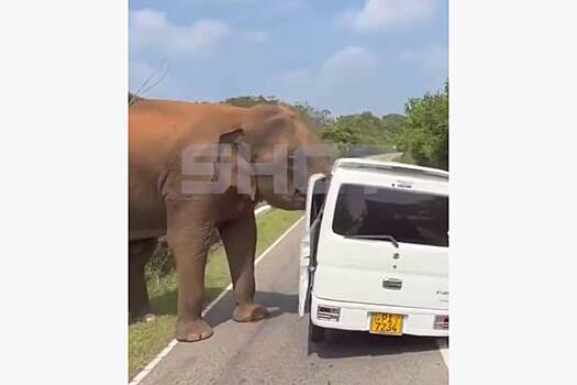 Слон напал на микроавтобус с россиянами в стране Азии и попал на видео