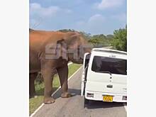 Слон напал на микроавтобус с россиянами в стране Азии и попал на видео