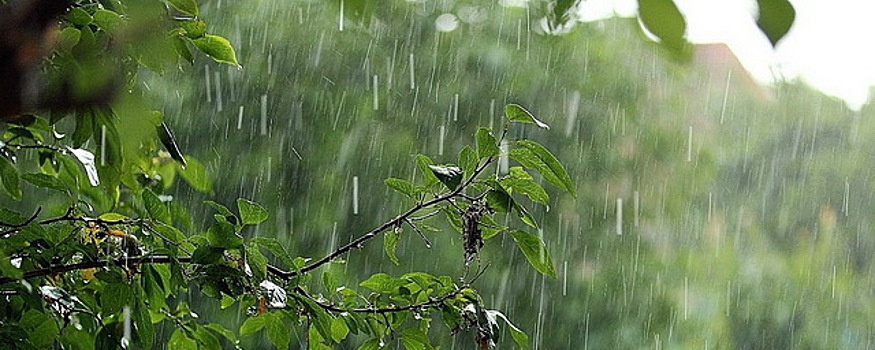 Жителей Омской области предупредили о дождях с грозами