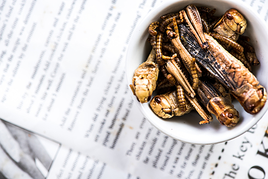 Сверчки на обед