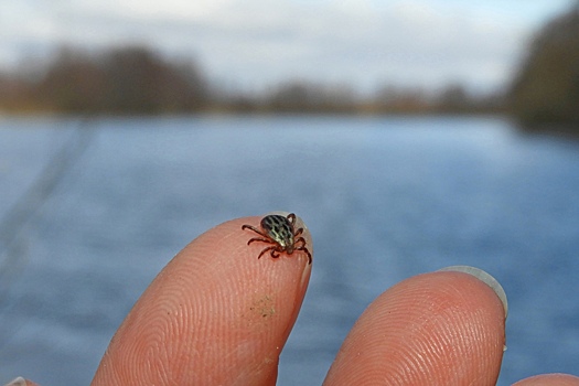 232 курянина застраховались от укусов клещей