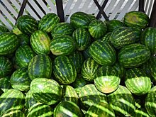 Более 220 бахчевых развалов откроется в Москве 3 августа