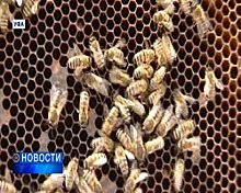 Уфимские учёные создали уникальный препарат для лечения пчёл