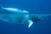 В Норвегии проведут жесткий эксперимент на китах-полосатиках. Экологи против: Новости ➕1, 08.06.2021