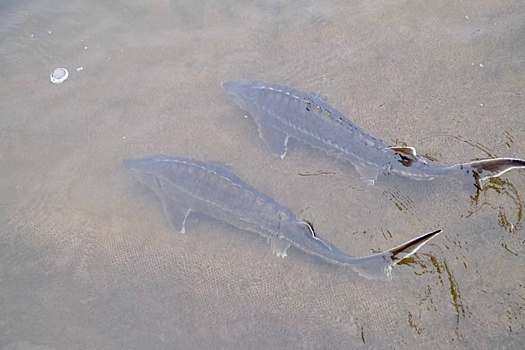 Астраханский предприниматель освоил перспективный бизнес по выращиванию осетровых рыб в садках