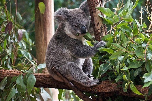 Схватку вопящих коал записали на видео