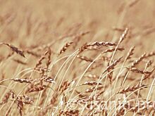 Аграрии Удмуртии готовятся к посевной