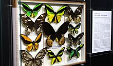 В Самарском университете имени Королева открыли «Умный дом бабочек»