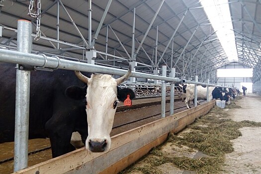 В Угличском районе завершилась модернизация молочно-товарной фермы на 420 голов крупного рогатого скота