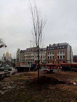 В центре Калининграда начали высаживать клёны