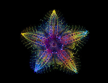 Все тело морских звезд состоит из головы