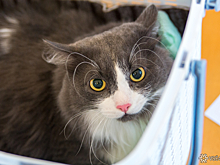 Зачем коты приносят в дом свою добычу