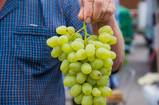 Как приспособится виноград, если потеряет центральную почку