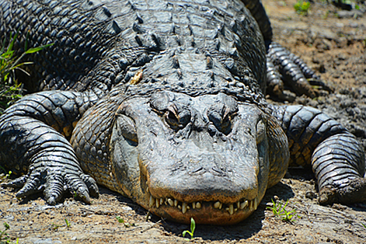 Трехметровый аллигатор убил 18-килограммового пса на глазах у хозяина