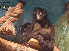 Нижегородцам предложили выбрать имена для паукообразных обезьян из «Лимпопо»